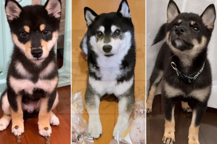 黑柴犬價格