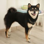 黑柴犬​