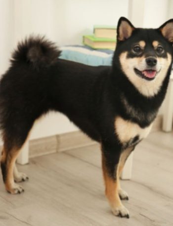 黑柴犬​