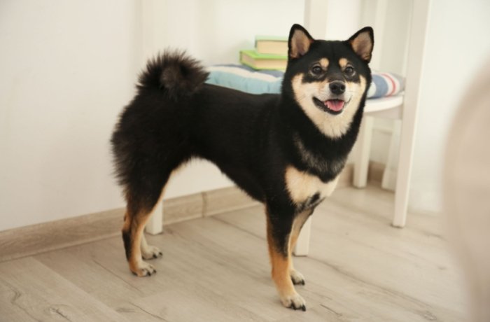 黑柴犬​