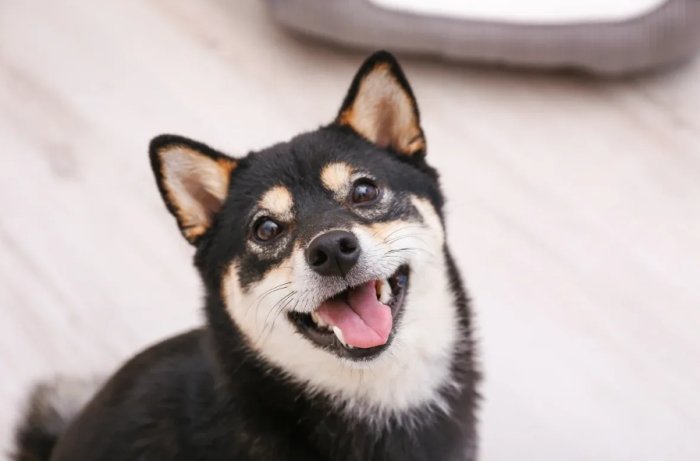 黑柴犬的飼養