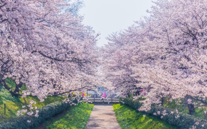 桃園櫻花