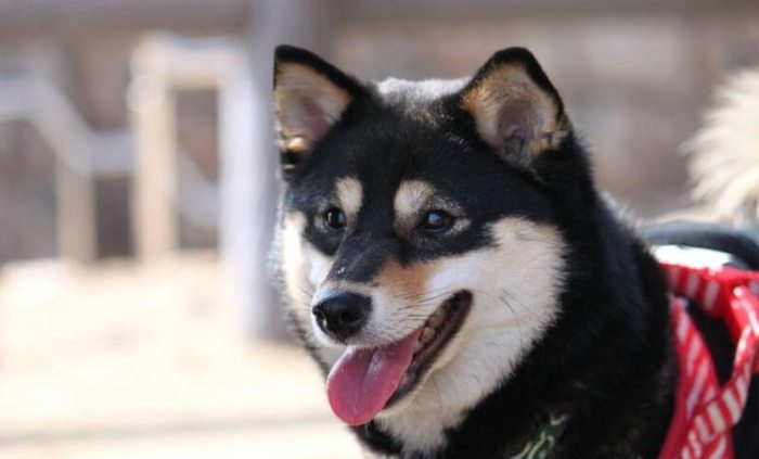 黑柴犬的性格