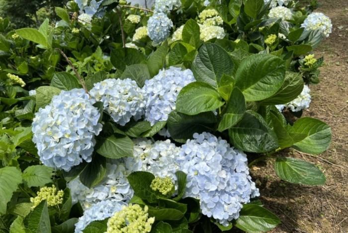 繡球花季