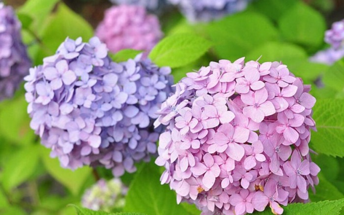 繡球花品種