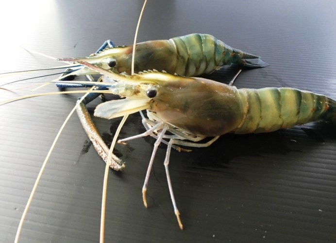 泰國蝦營養
