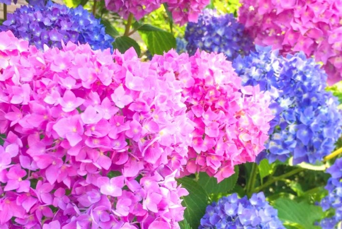 繡球花花語