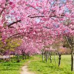 櫻花陽明山