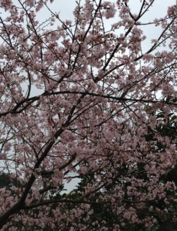 櫻花京都