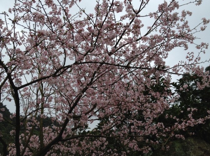 櫻花京都
