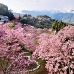 拉拉山櫻花