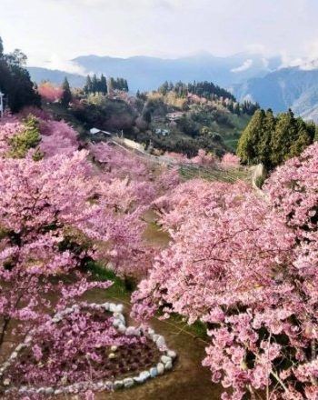 拉拉山櫻花