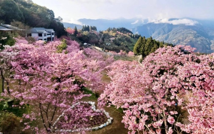 拉拉山櫻花