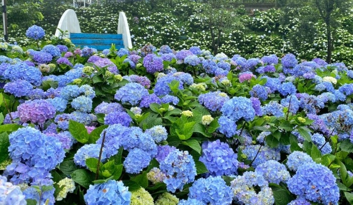 繡球花品種