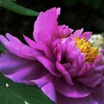 紫牡丹種植​