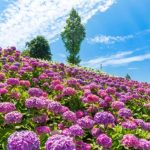 繡球花​