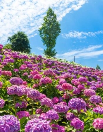 繡球花​