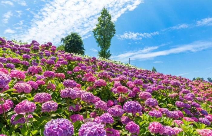 繡球花​