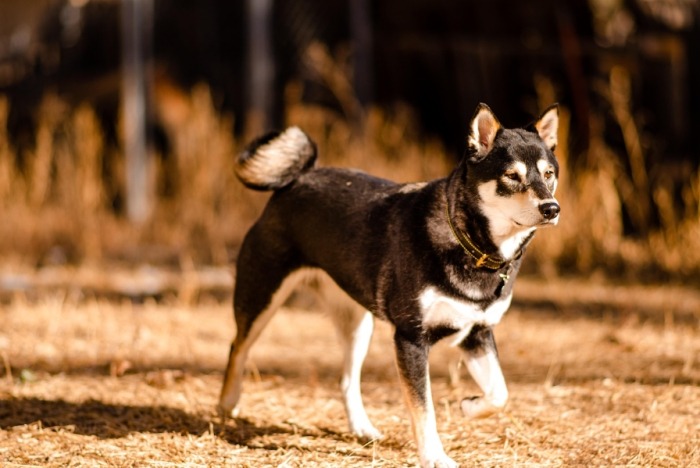 黑柴犬和其他柴犬的區別 黑柴犬和其他柴犬的區別