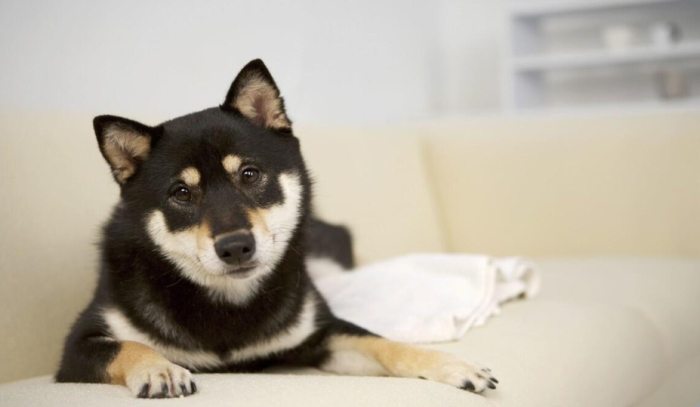 黑柴犬和其他柴犬的區別