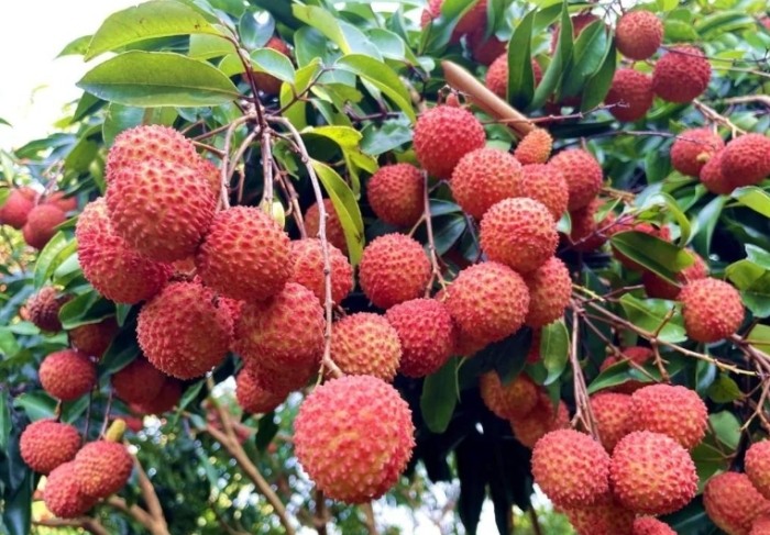 荔枝功效 荔枝功效