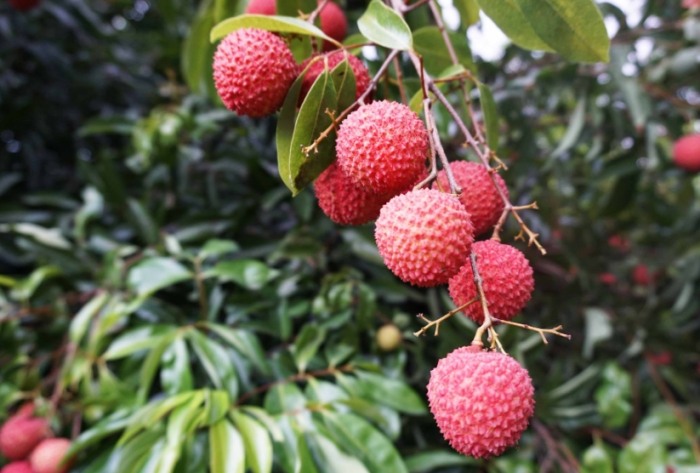 荔枝價格