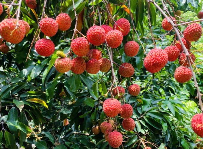 荔枝種植