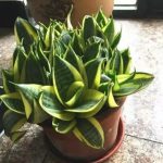 虎尾蘭品種