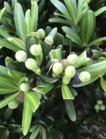 羅漢松
