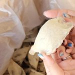 燕窩的功效與禁忌