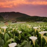 竹子湖海芋步道