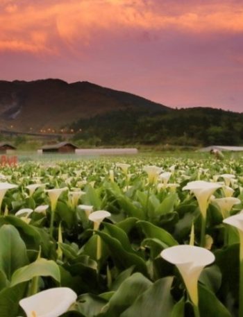 竹子湖海芋步道 竹子湖海芋步道