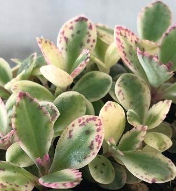 不死鳥錦 不死鳥錦