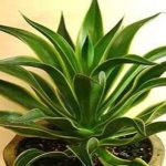 除甲醛植物排名