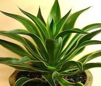 除甲醛植物排名