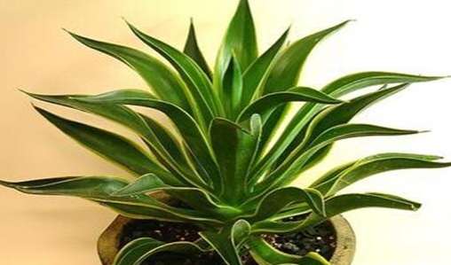 除甲醛植物排名