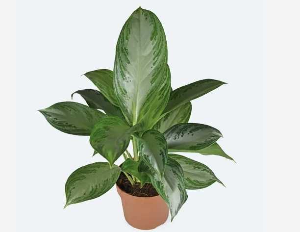 室內植物淨化空氣