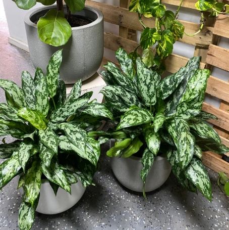 室內植物淨化空氣