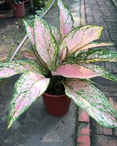 黃金寶玉粗肋草 照顧