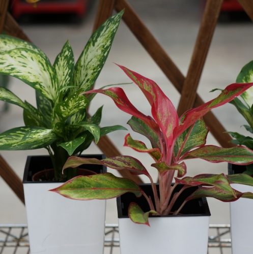 室內植物淨化空氣