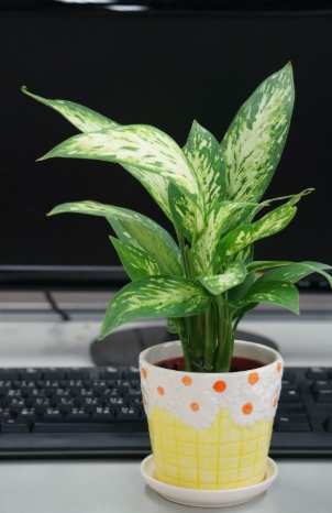 黃金寶玉粗肋草 照顧