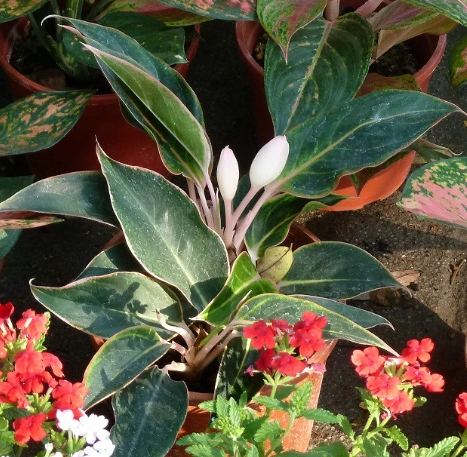 室內植物淨化空氣