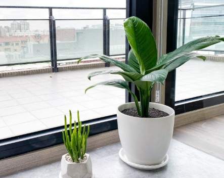 室內植物推薦