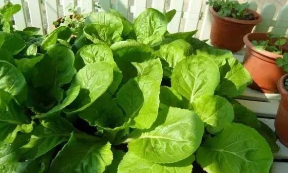 辦公室植物養護