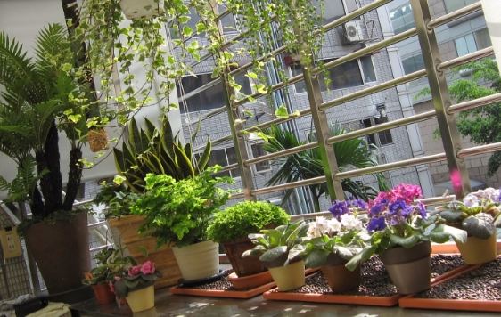 陽台耐陰植物