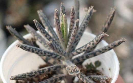 棒葉不死鳥 繁殖