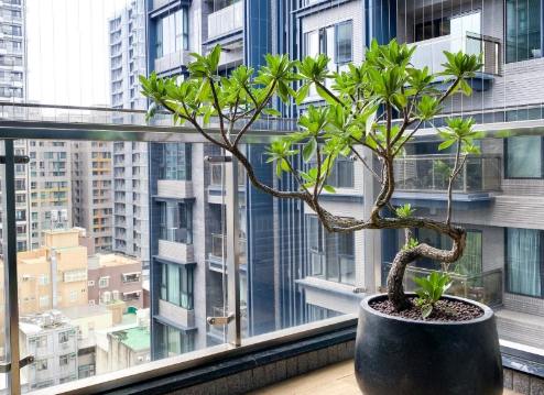 陽台耐陰植物
