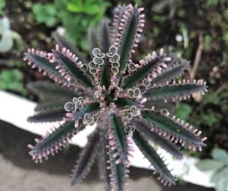 棒葉不死鳥 繁殖