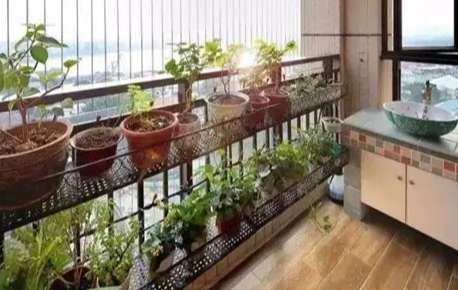 半日照植物推薦