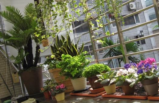 空氣淨化植物推薦